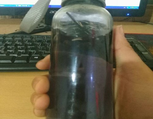 灵芝泡茶-老年人提升免疫力佳品