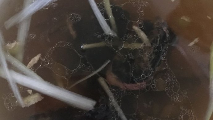 补气血乌鸡汤