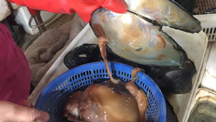15块钱的河蚌豆腐汤