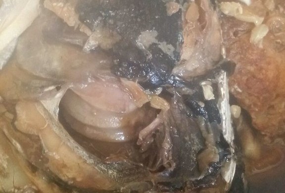 炖鲢鱼