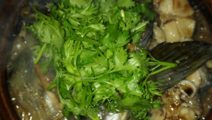 ?鲶鱼