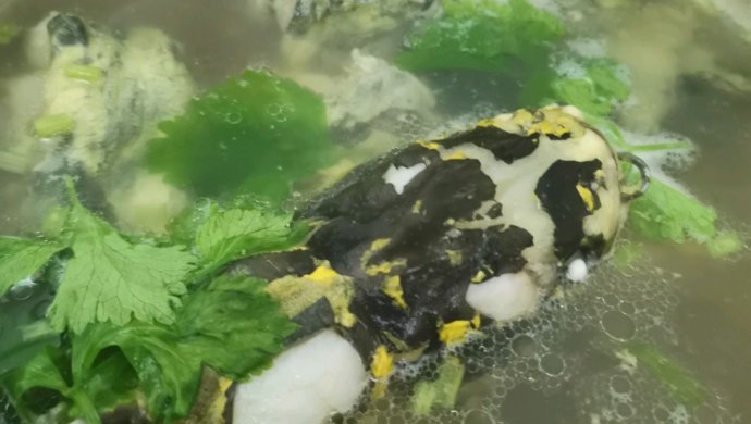 黄骨鱼菜脯汤