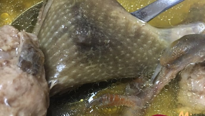 鹿茸高丽参炖乳鸽