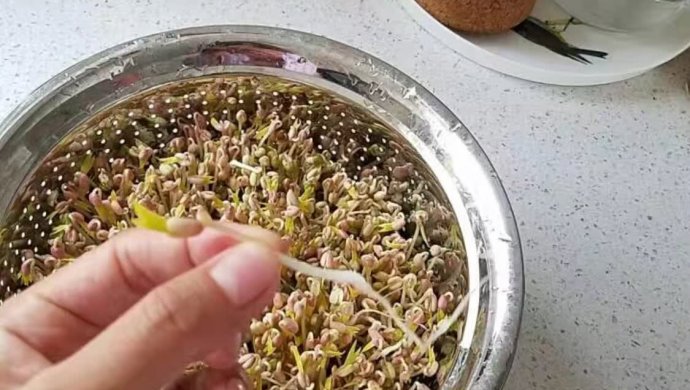 简易发绿豆芽