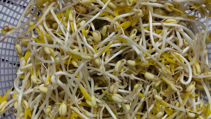 发绿豆芽