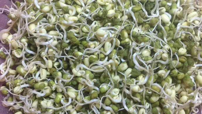 绿豆芽