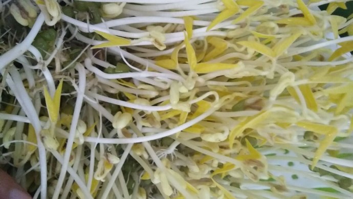 绿豆芽
