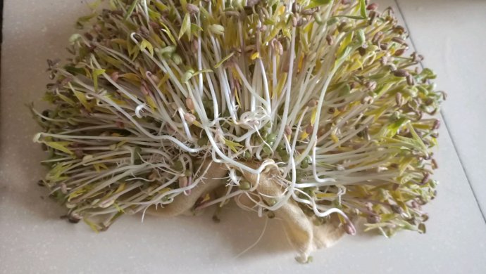 绿豆芽（幸福像花一样）