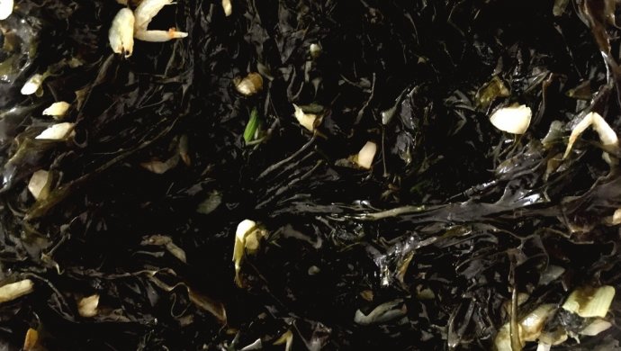 炒紫菜