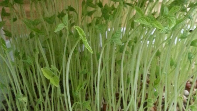 自制有机活体蔬菜 如意菜 赤豆芽苗菜