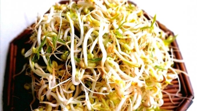 瓶子生绿豆芽