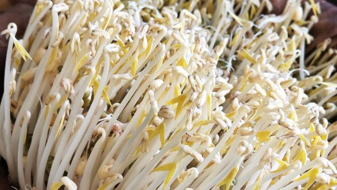 自发绿豆芽