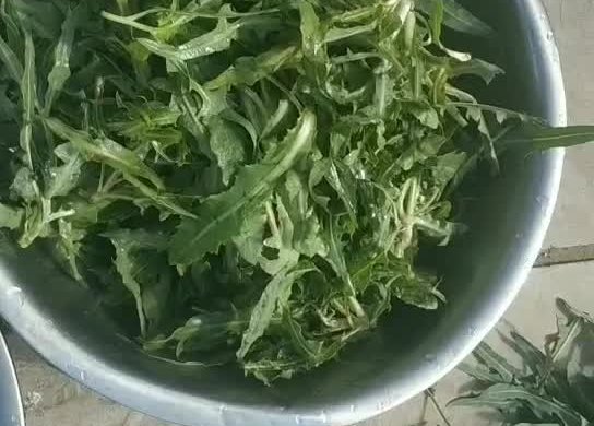 蒲公英/苦菜饼