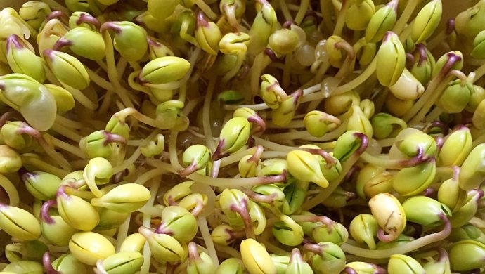发黄豆芽