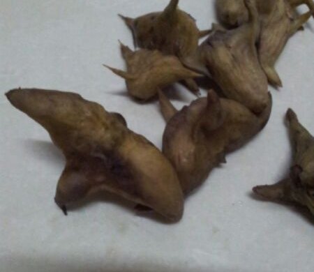 煮菱角