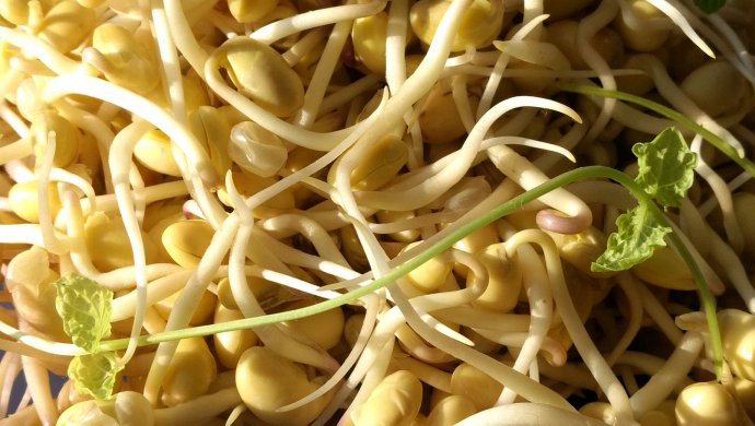 自制黄豆芽