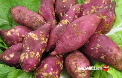 食物百科：红薯发芽了还能吃吗?